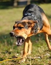 Dog Attack Dog Attack
